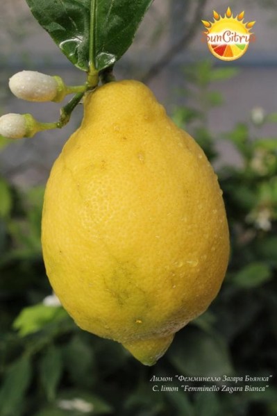 C. limon Femminello Zagara Bianca - 